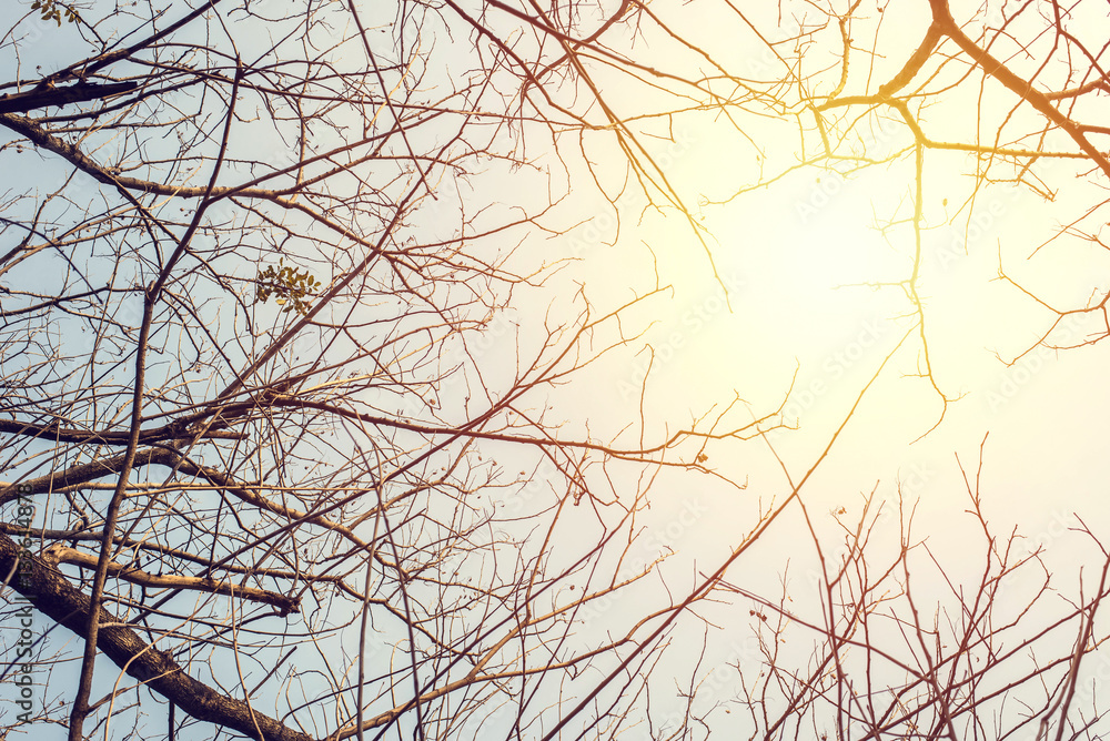 Tree branches on blue sky background Tree branches on blue sky background