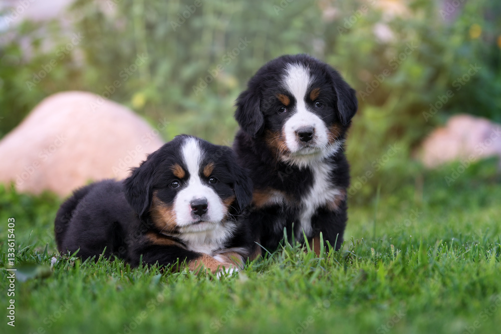 two bernese mountain dog puppies