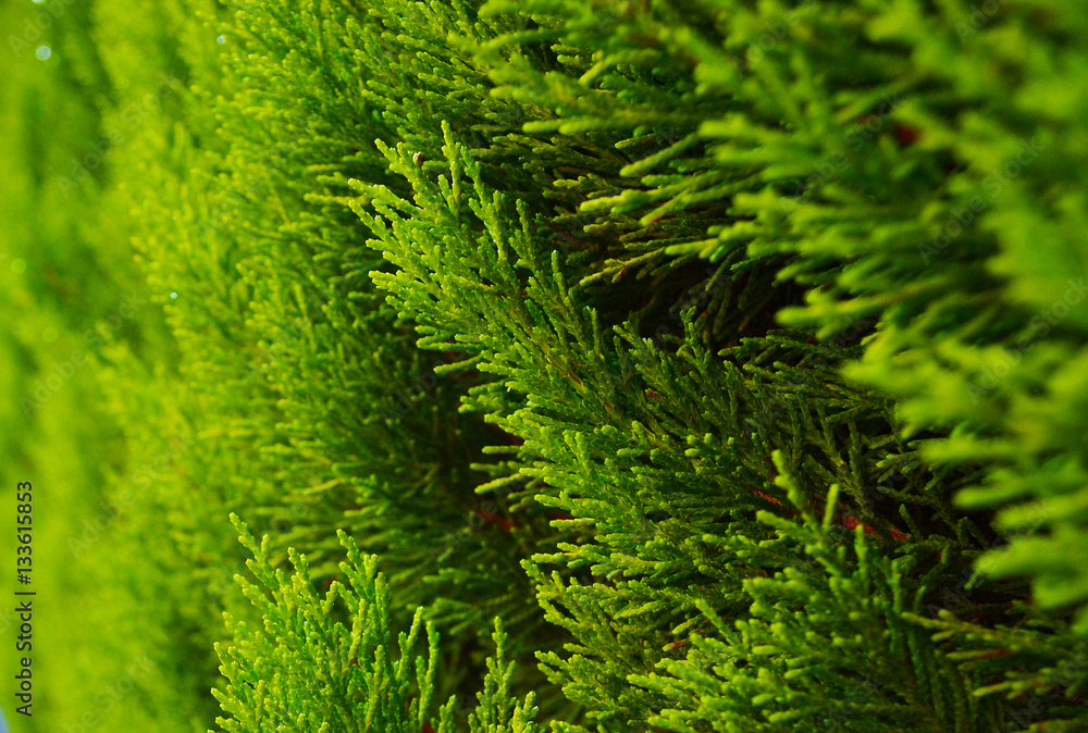 Thuja closeup. Natural green background