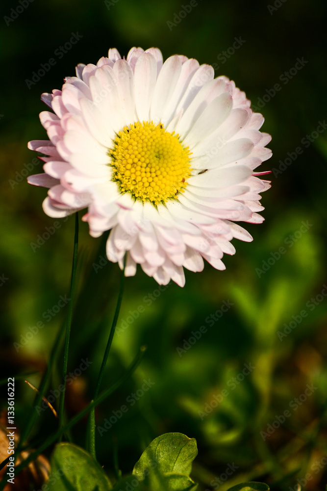 Beautiful daisy on a natural background in summer Beautiful daisy on a natural background in summer