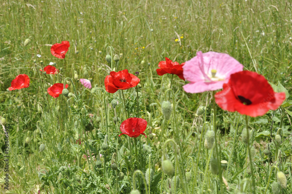 Naklejka premium poppies