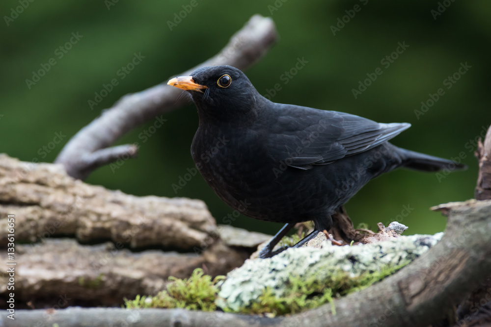Blackbird, Turdus merula Blackbird, Turdus merula