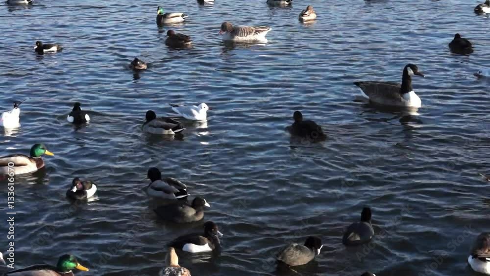 Ducks, gulls and swans in winter Ducks, gulls and swans in winter