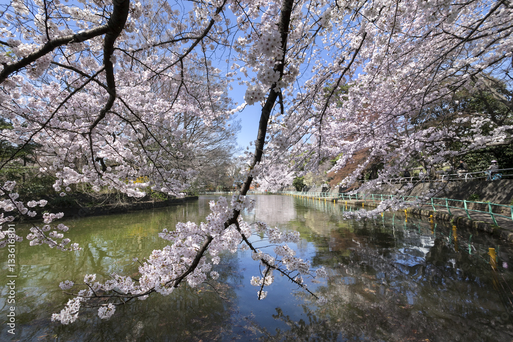 武蔵関公園の桜（東京都練馬区）
