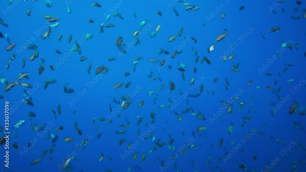 Anthias (Pseudanthias squamipinnis) in the blue water Anthias (Pseudanthias squamipinnis) in the blue water