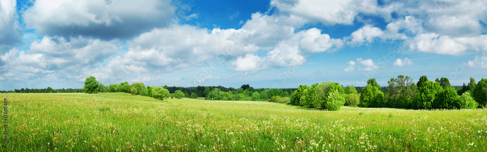 Green field with white dandelions and blue sky. Panoramic view to grass and flowers on the hill on sunny spring day Green field with white dandelions and blue sky. Panoramic view to grass and flowers on the hill on sunny spring day