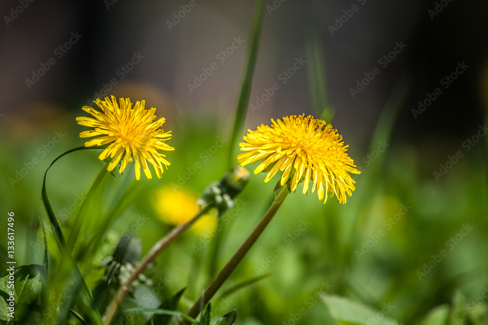 Beautiful dandelion on a natural background in summer Beautiful dandelion on a natural background in summer