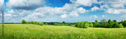 Panel kuchenny z motywem Green field with white dandelions and blue sky. Panoramic view to grass and flowers on the hill on sunny spring day