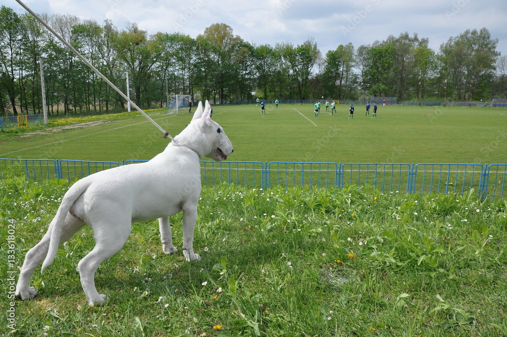 Obraz premium Pies oglądający mecz