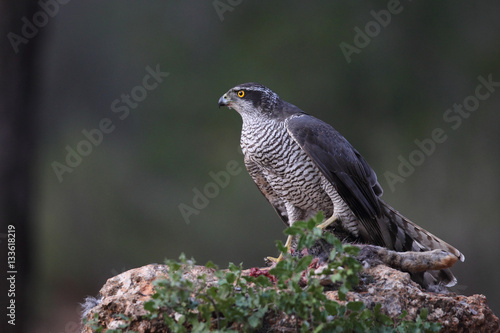 Hunting Eurasian goshawk