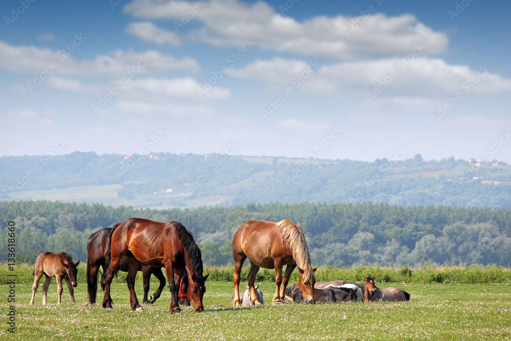 herd of horses on pasture spring season