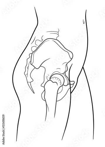 Detail of woman pelvic girdle, The internal structure of the human pelvic belt, side view. On a white background