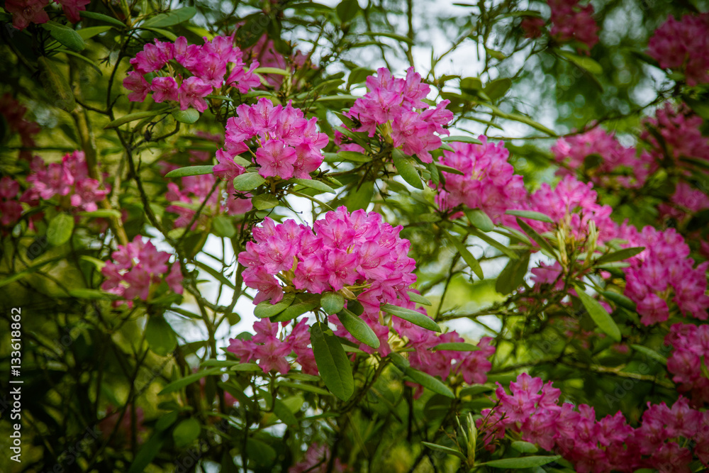 Beautiful pink rhododendron flowers on a natural background