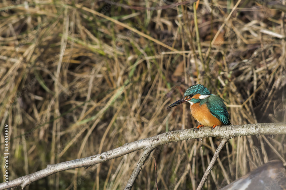 Ein Eisvogel (Alcedo atthis) mit erbeuteten Fisch sitzt auf eine Ein Eisvogel (Alcedo atthis) mit erbeuteten Fisch sitzt auf eine