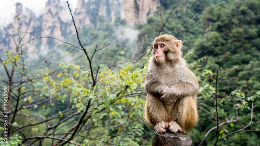 Fototapeta premium Monkey