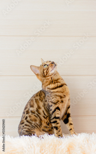 cute beautiful Bengal cat on the carpet