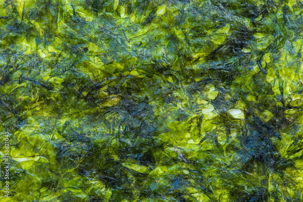 Green alga background and textured