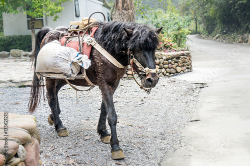 Horse 