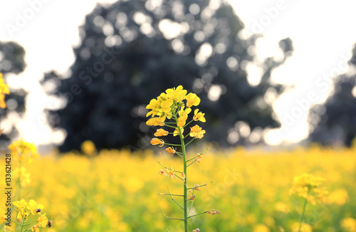 Yellow flower of mustard