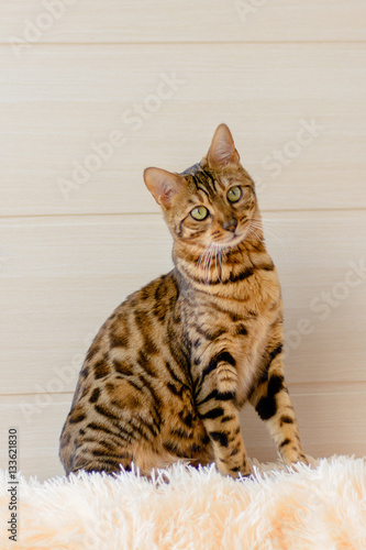 cute beautiful Bengal cat on the carpet