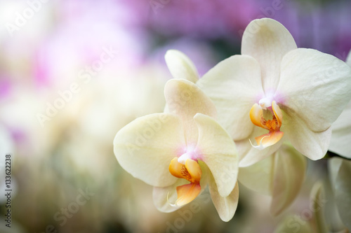 orchid
