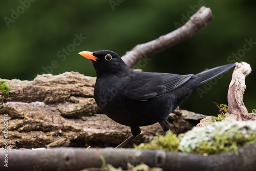 Blackbird, Turdus merula