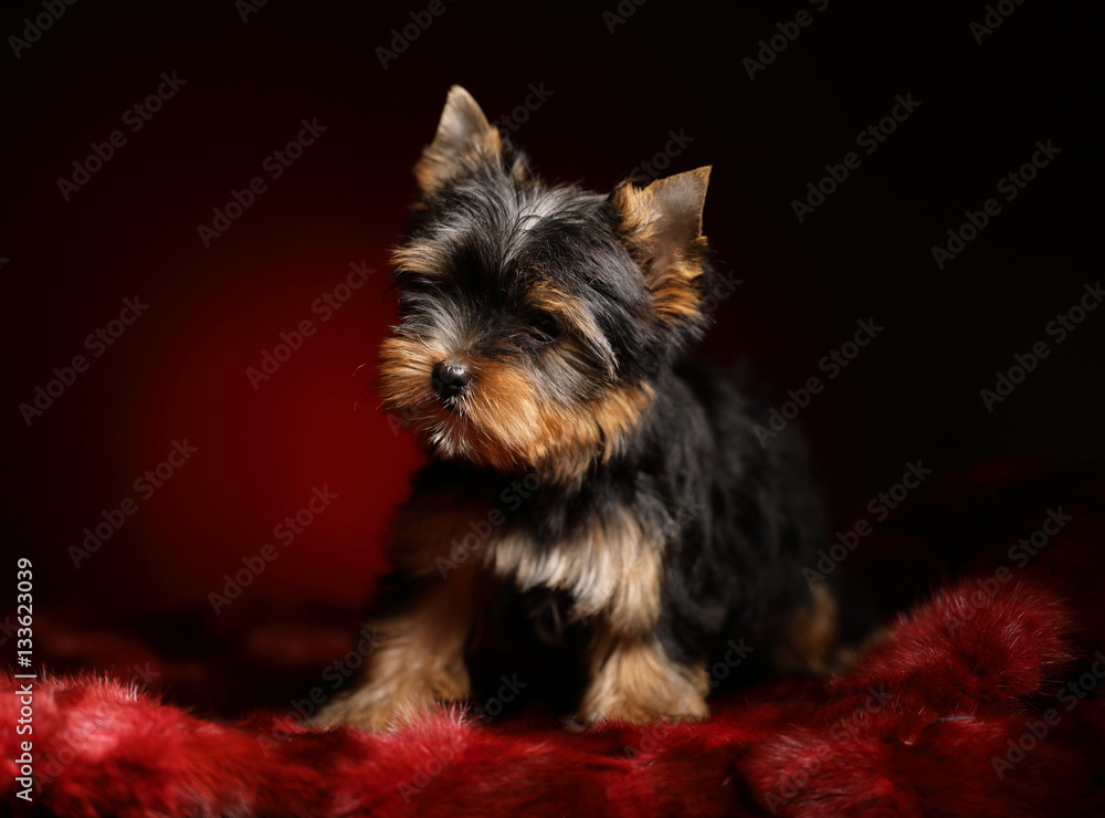 Fototapeta premium yorkshire terrier puppy