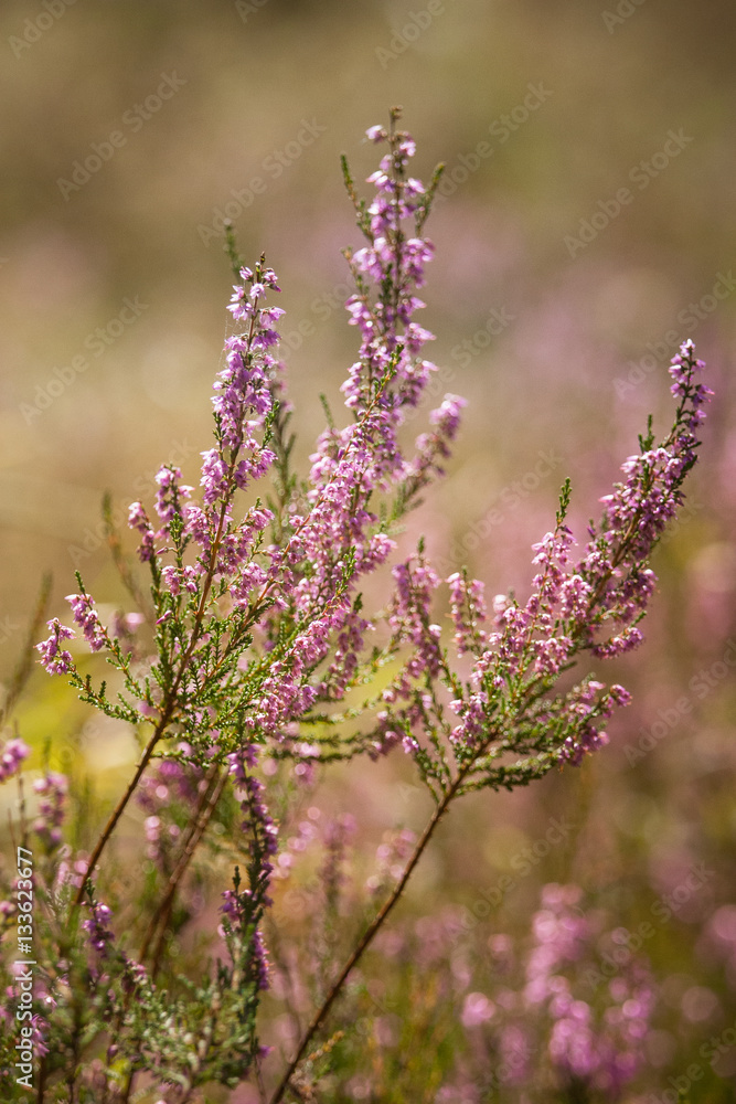 Beautiful purple calluna flowers on a natural background in summer Beautiful purple calluna flowers on a natural background in summer