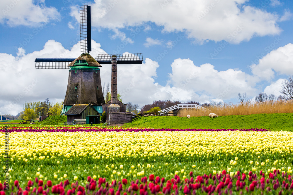 Tulips and windmills in Netherlands, springtime