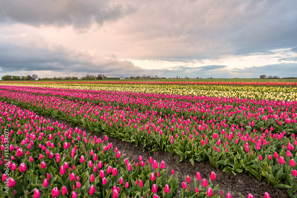 Tulips and windmills in Netherlands, springtime