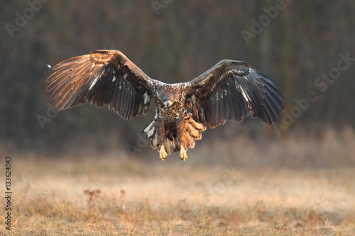 White tailed eagle