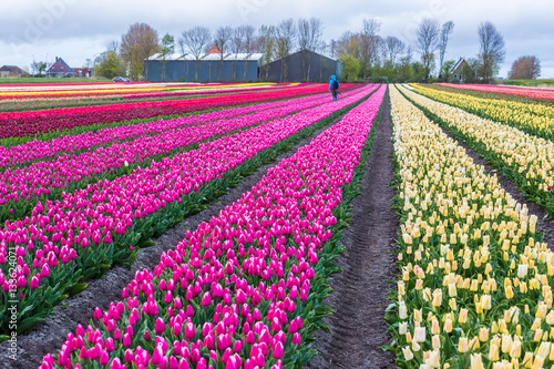 Tulips and windmills in Netherlands  springtime