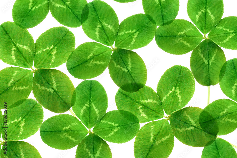 Green leaves on white background Green leaves on white background