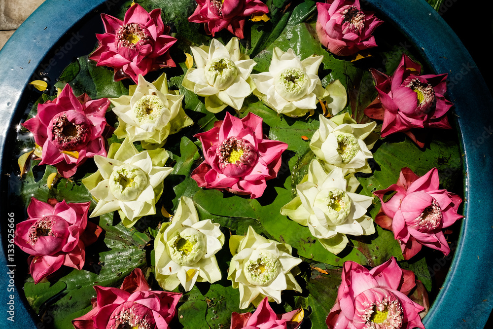 Water lilies floating in a round pot