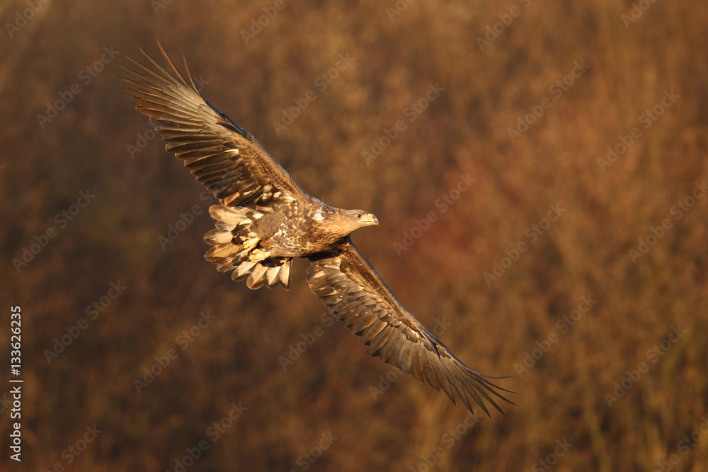 Naklejka premium White tailed eagle