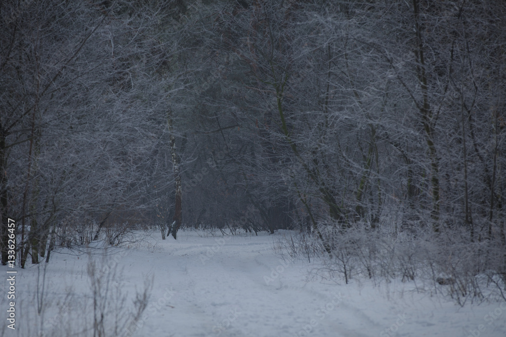 Fototapeta premium winter worest, foggy morning, road in the woods