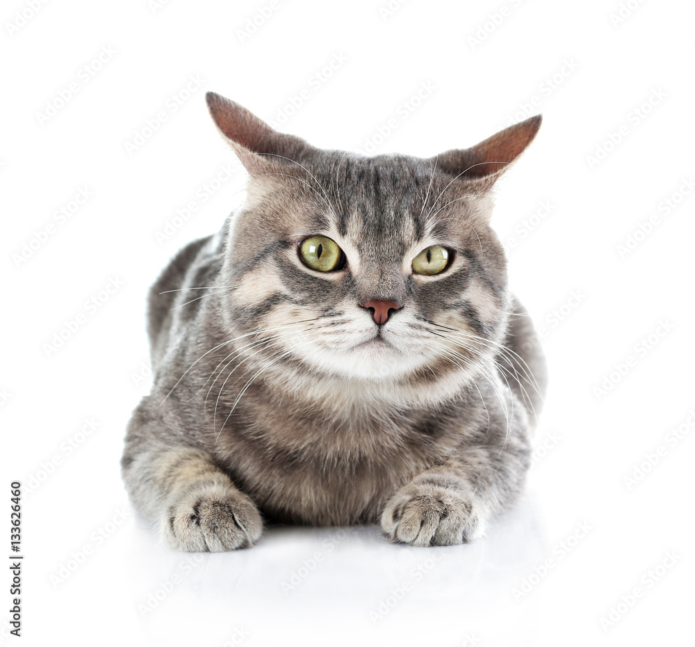 Cute funny cat on white background