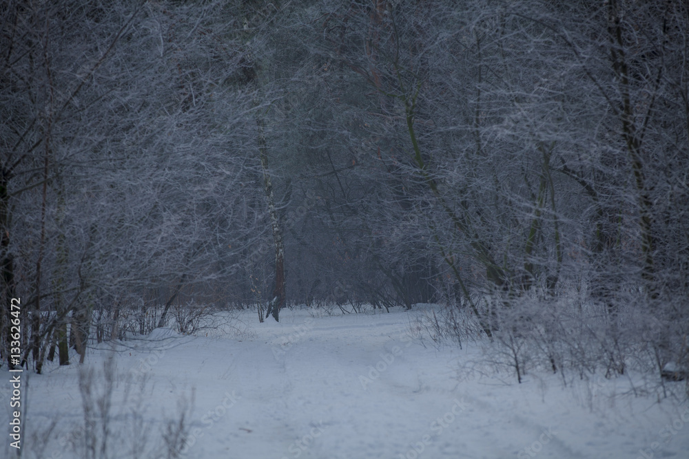 Fototapeta premium winter worest, foggy morning, road in the woods