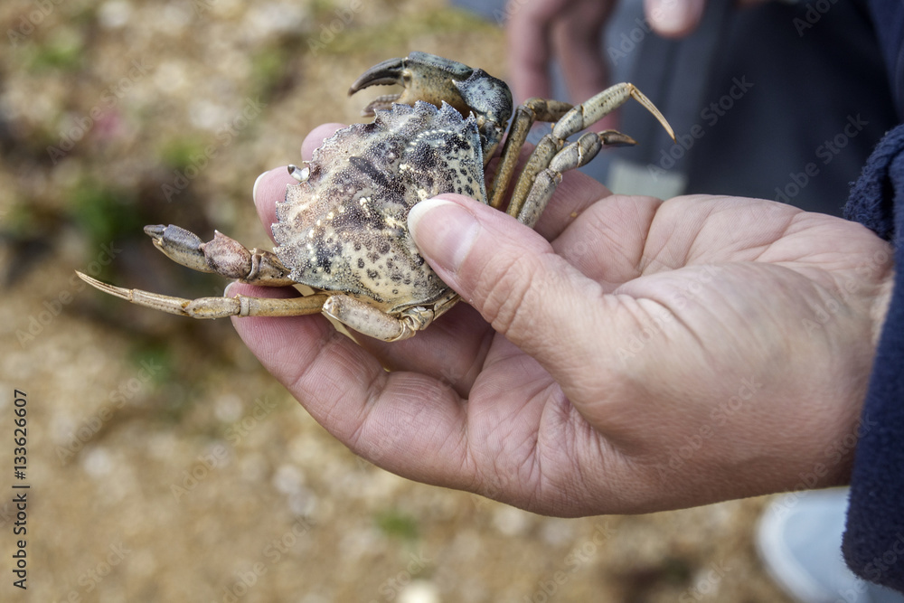 woman holding a crab