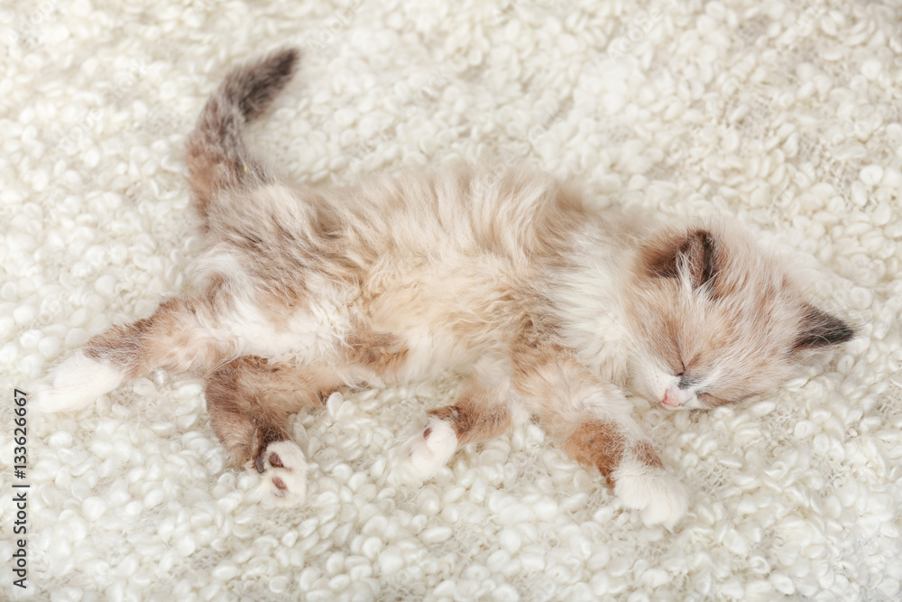 Cute little kitten sleeping on white plaid at home Cute little kitten sleeping on white plaid at home