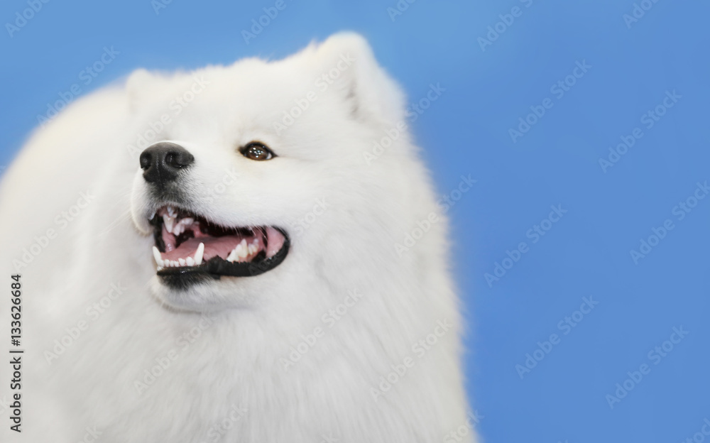 Cute samoyed dog with owner at show, closeup
