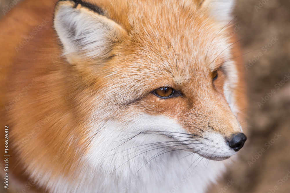 Fototapeta premium Fox close up