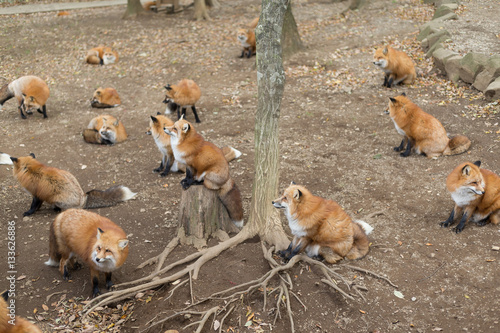 Group of red fox