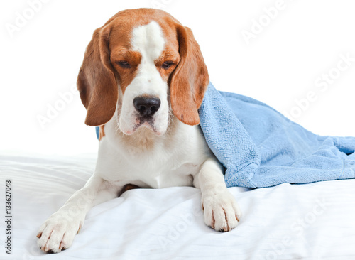 sick dog under a blue blanket on white background