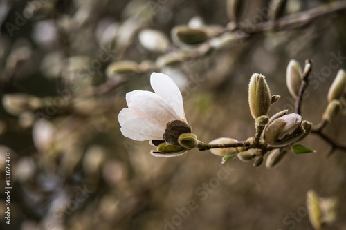 Beautiful white magnolia blossoms on a natural background in summer