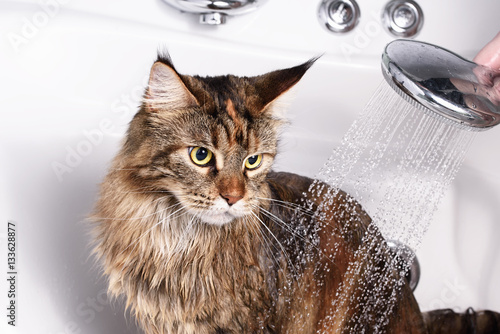 Fototapeta Naklejka Na Ścianę i Meble -  Cat bath