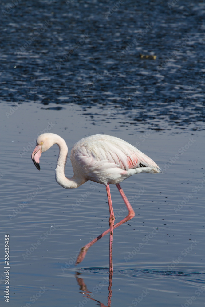 Flamingo, lake, Namibia, Africa