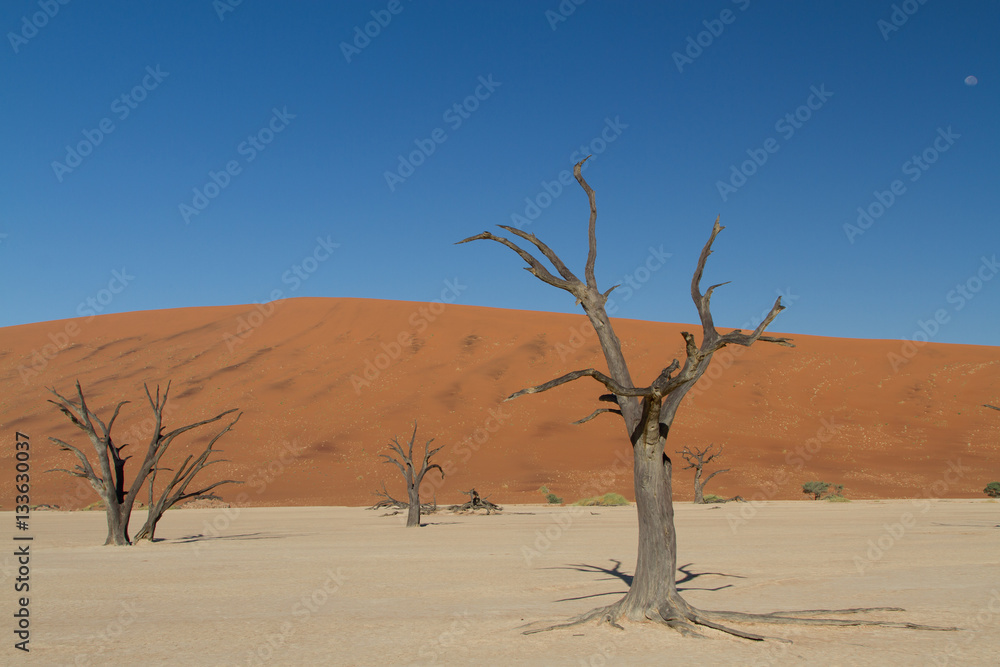 Dead tree, Dead Vlei, Sossusvlei, Namib Desert, Namibia