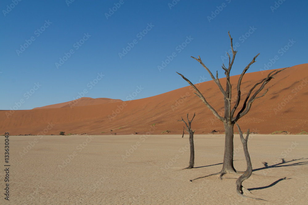 Dead tree, Dead Vlei, Sossusvlei, Namib Desert, Namibia Dead tree, Dead Vlei, Sossusvlei, Namib Desert, Namibia
