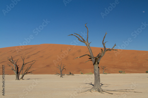 Dead tree  Dead Vlei  Sossusvlei  Namib Desert  Namibia